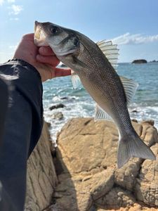 European Bass (Seabass)