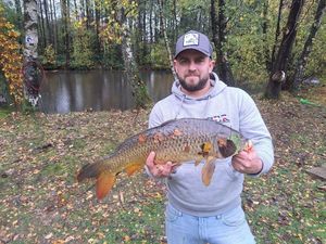 Common Carp