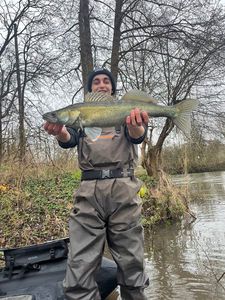 Zander
