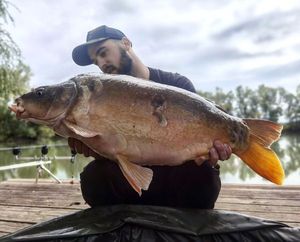 Mirror Carp