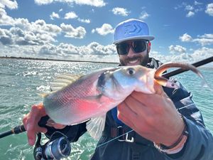 European Bass (Seabass)