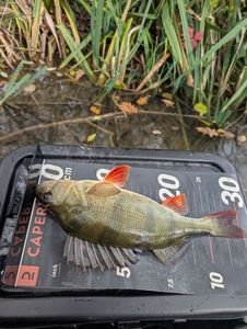 European Perch