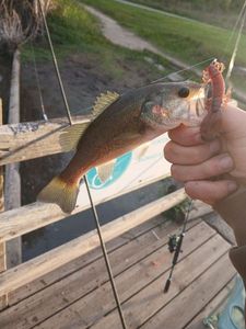 Largemouth Bass