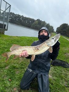 Northern Pike