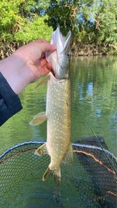 Northern Pike