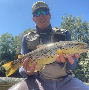 Brown Trout
