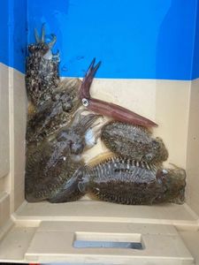 Common Cuttlefish