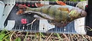 European Perch