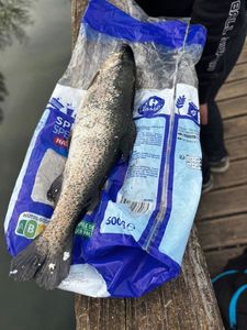 Rainbow Trout