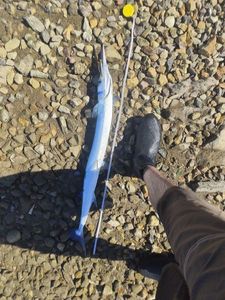 Garfish