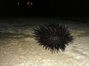Rock Sea Urchin