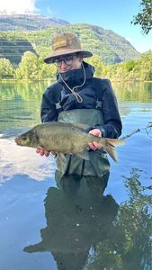 Common Bream