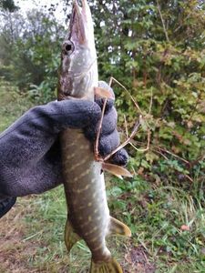 Northern Pike