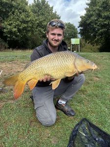 Common Carp