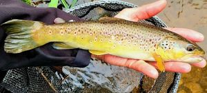 Brown Trout