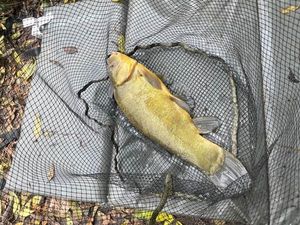 Tench