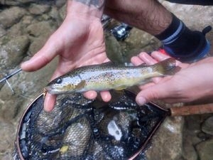 Brown Trout
