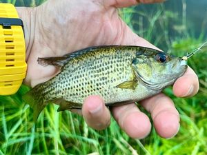 Rock Bass