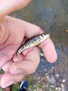 Common Minnow