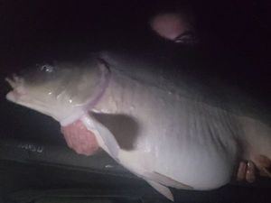 Mirror Carp