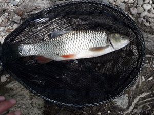 Chub caught by pierre Briand
