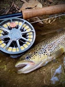Brown Trout