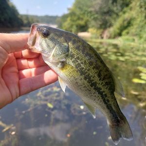 Largemouth Bass