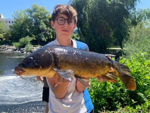 Mirror Carp