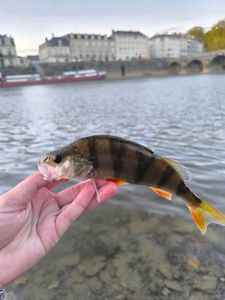 European Perch