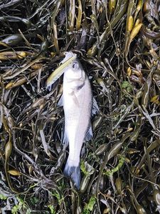 European Bass (Seabass)