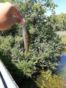 European Perch