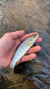 Brown Trout