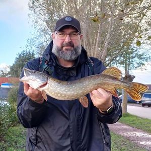 Northern Pike
