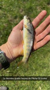 Brown Trout