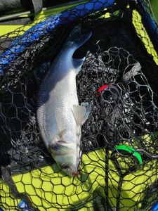 European Bass (Seabass)