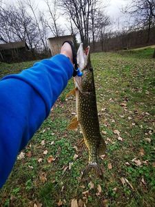 Northern Pike
