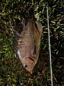 Nile Tilapia