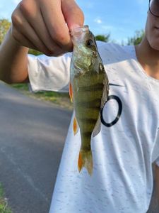 European Perch