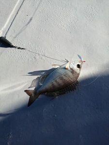 Black Seabream