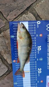European Perch