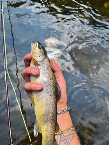 Brown Trout