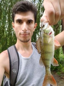 European Perch