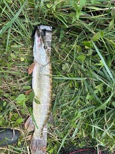 Northern Pike