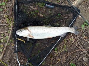 Rainbow Trout