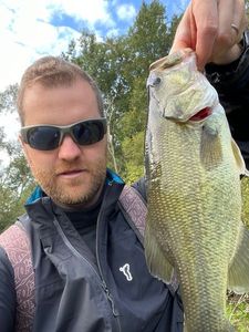 Largemouth Bass