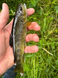 Brown Trout