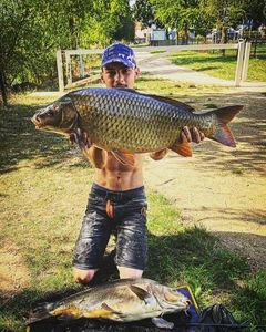 Common Carp