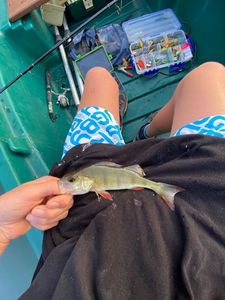 Yellow Perch