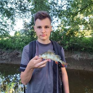 European Perch