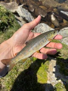 Brown Trout
